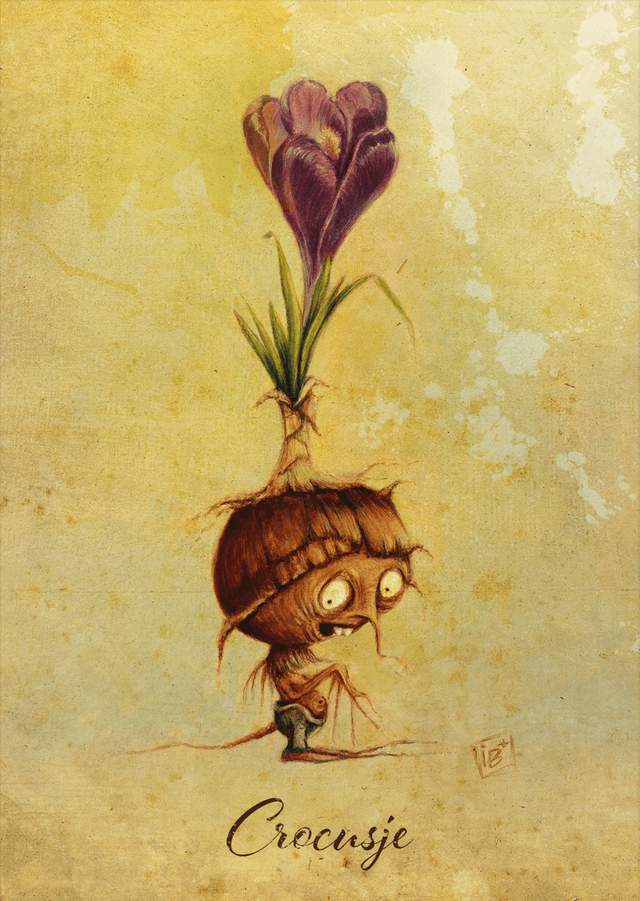Crocus