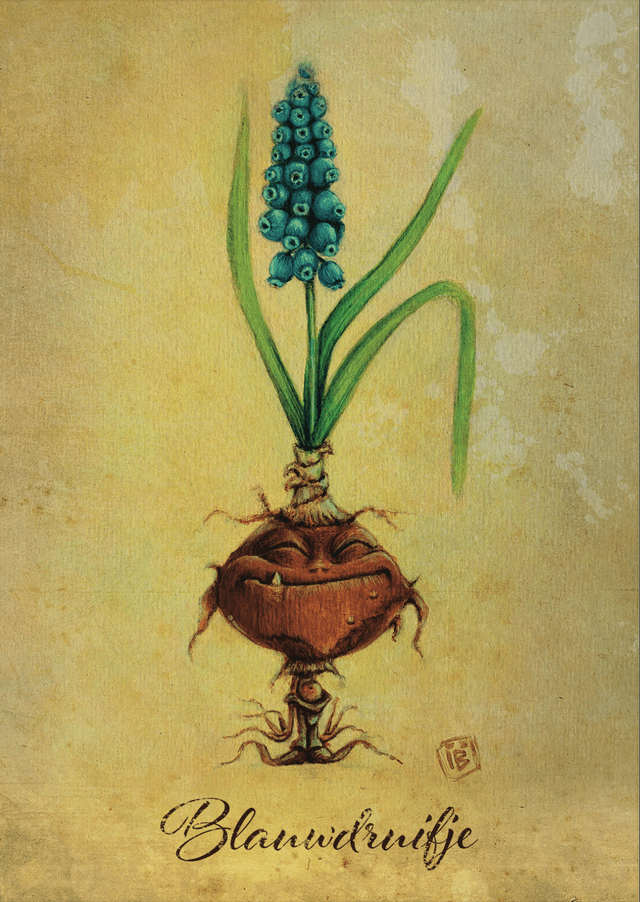 Blauw Druifje